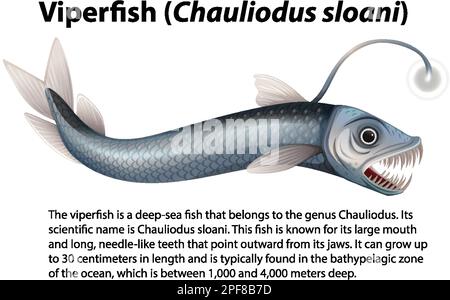 Viperfish (Chauliodus sloani) avec illustration de texte informatif Illustration de Vecteur