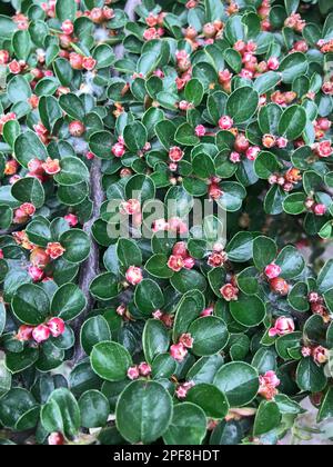 Cotoneaster horizontalis (turc : DAG musmulasi) dans la nature. Banque D'Images