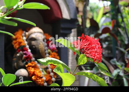 Fleurs de saraca asoca en fleurs devant la statue de ganesh dans le jardin tropical de bali Banque D'Images