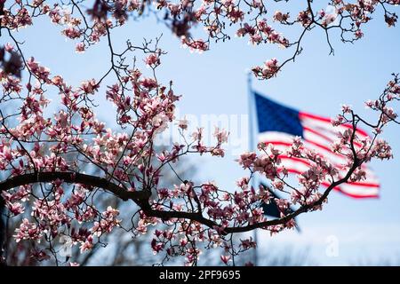 Washington, États-Unis. 16th mars 2023. La photo prise sur 16 mars 2023 montre des fleurs d'arbres magnolias dans le bassin de Tidal à Washington, DC, États-Unis. Credit: Liu Jie/Xinhua/Alay Live News Banque D'Images