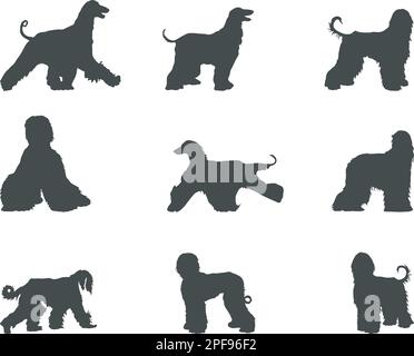 Silhouettes pour chiens de chasse afghans, silhouettes pour chiens afghans, SVG pour chiens afghans Illustration de Vecteur