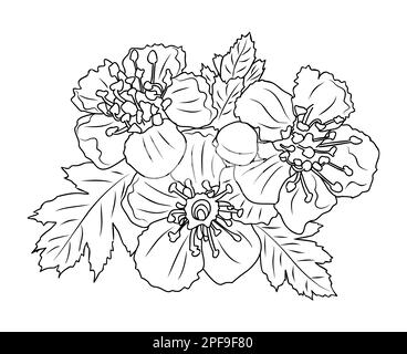 Hawthorn Mai naissance mois fleur ligne art. Illustration de Vecteur