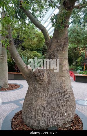 L'arbre à bouteilles du Queensland à feuilles étroites, également connu sous le nom scientifique Brachychiton rupestris Banque D'Images