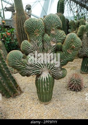 Un cactus unique en forme de corail, également connu sous le nom scientifique strictum Crestata Banque D'Images