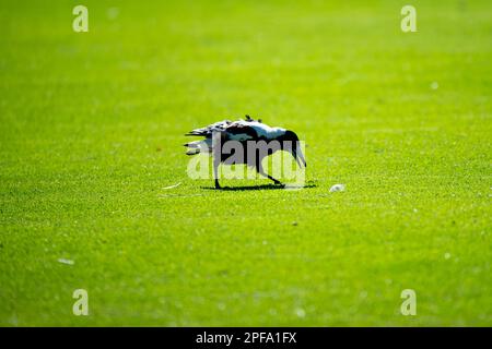 Magpie australienne dans l'herbe Banque D'Images