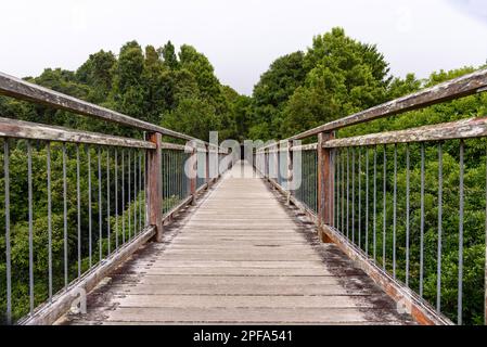 Le point de vue du Skywalk dans le parc national de Dorrigo Banque D'Images