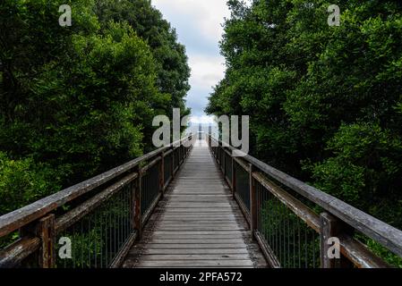 Le point de vue du Skywalk dans le parc national de Dorrigo Banque D'Images