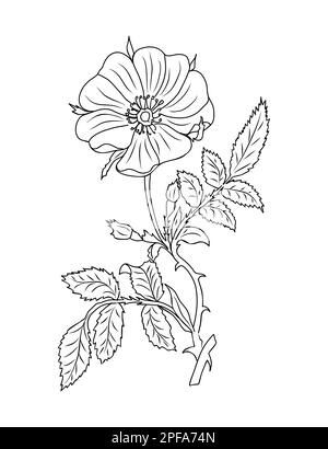 Hawthorn Mai naissance mois fleur ligne art. Illustration de Vecteur