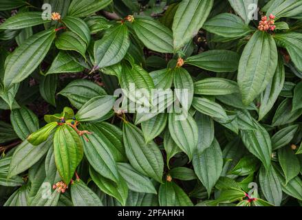 Gros plan feuilles vertes, superposition de feuilles fraîches, feuillage naturel texturé. Feuilles de fond vert à texture tropicale fraîche. Personne Banque D'Images