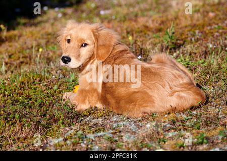Golden Retriever qui pond dans l'herbe , Nouvelle-Écosse, Canada Banque D'Images