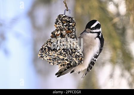 Un pic sauvage à poils 'Picoides pubescens', perché sur un mangeoire à graines et à suètes dans les régions rurales de l'Alberta, au Canada, Banque D'Images