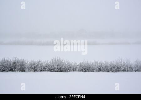 Une journée de brume dans les régions rurales de l'Alberta au Canada. Banque D'Images
