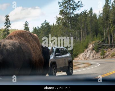 Un gros bison des taureaux marchant sur l'autoroute, arrêtant la circulation. Image prise à l'intérieur de la voiture. Parc national de Yellowstone. États-Unis. Banque D'Images