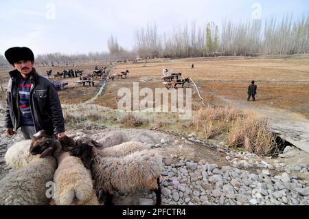 Uyghur avec leurs moutons et leurs bovins sur un grand marché hebdomadaire local de bétail dans la banlieue de Kashgar, Xinjiang, Chine. Banque D'Images