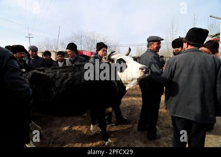 Uyghur avec leurs moutons et leurs bovins sur un grand marché hebdomadaire local de bétail dans la banlieue de Kashgar, Xinjiang, Chine. Banque D'Images