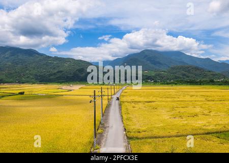 champ de riz jaune de la commune de dongli à hualien, taïwan Banque D'Images