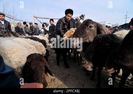 Uyghur avec leurs moutons et leurs bovins sur un grand marché hebdomadaire local de bétail dans la banlieue de Kashgar, Xinjiang, Chine. Banque D'Images