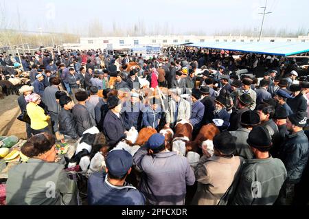 Uyghur avec leurs moutons et leurs bovins sur un grand marché hebdomadaire local de bétail dans la banlieue de Kashgar, Xinjiang, Chine. Banque D'Images