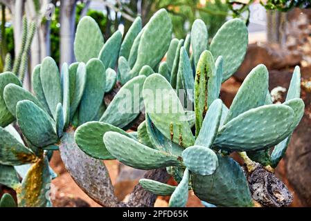 Pear Cactus pousse dans le jardin de Cactus Banque D'Images