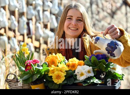 Seitenroda, Allemagne. 16th mars 2023. Ronja Beltermann, touriste, les eaux comme fille de fleur le printemps fleurit avant la magie de printemps de Leuchtenburg sur le Leuchtenburg. Avec la magie du printemps du 18 mars au 14 mai 2023, le château de lumière commence dans la saison. Les jardiniers et les maîtres du château ont transformé le complexe du château médiéval en un paysage coloré. Credit: Martin Schutt/dpa/Alay Live News Banque D'Images