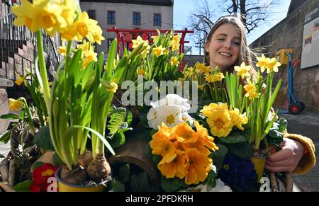 Seitenroda, Allemagne. 16th mars 2023. Ronja Beltermann, touriste, décore comme fille de fleur le printemps fleurit à la magie de printemps de Leuchtenburg sur le Leuchtenburg. Avec la magie printanière de 18 mars à 14 mai 2023, le Leuchtenburg commence dans la saison. Les jardiniers et les maîtres du château ont transformé le complexe du château médiéval en un paysage coloré. Credit: Martin Schutt/dpa/Alay Live News Banque D'Images