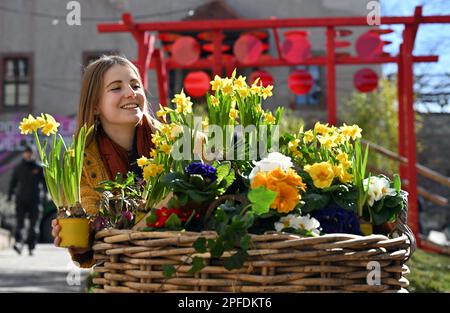 Seitenroda, Allemagne. 16th mars 2023. Ronja Beltermann, touriste, décore comme fille de fleur le printemps fleurit à la magie de printemps de Leuchtenburg sur le Leuchtenburg. Avec la magie printanière de 18 mars à 14 mai 2023, le Leuchtenburg commence dans la saison. Les jardiniers et les maîtres du château ont transformé le complexe du château médiéval en un paysage coloré. Credit: Martin Schutt/dpa/Alay Live News Banque D'Images