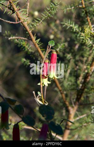 Pas beaucoup de fleurs sauvages fleurissent en hiver, donc ces Fuschia (Correa refexa) sont toujours une vue bienvenue, et heureusement très commun. Banque D'Images