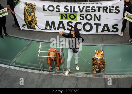 Les membres de l'organisation 'Animal Heroes' ont organisé une manifestation pacifique au Sénat de la République contre l'achat et la vente de gros chats sauvages comme animaux de compagnie, les activistes ont souligné que 'il y a plus de chats sauvages dans le triangle d'or que dans leur propre habitat naturel'. (Photo de Luis Salgado/Pacific Press) Credit: Pacific Press Media production Corp./Alay Live News Banque D'Images