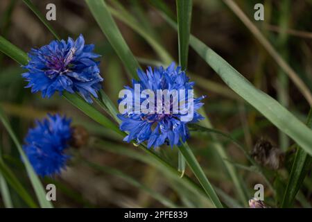 Fleurs sauvages bleuet de bleuet bleu vif, de près dans le jardin prairie. Banque D'Images