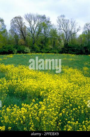 Un champ de Mustard Tower au lac Blue Marsh dans le comté de Berks, en Pennsylvanie Banque D'Images