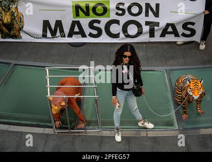 16 mars 2023, Ciudad de México, Ciudad de México, Mexique : Les membres de l'organisation ''Animal Heroes'' ont organisé une manifestation pacifique à l'intérieur du Sénat de la République contre l'achat et la vente de gros chats sauvages comme animaux de compagnie, les militants ont souligné que ''il y a plus de chats sauvages dans le triangle d'or que dans leur propre habitat naturel' (Credit image: © Luis Salgado/Pacific Press via ZUMA Press Wire) USAGE ÉDITORIAL SEULEMENT! Non destiné À un usage commercial ! Banque D'Images