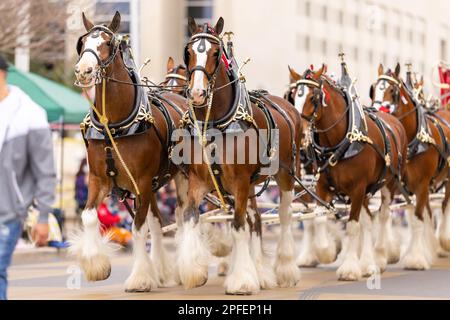 Laredo, Texas, États-Unis - 19 février 2022 : la parade d'anniversaire de Washington d'Anheuser-Busch, le Budweiser Clydesdales tirant le chariot à bière Banque D'Images