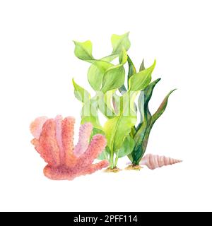 Dessin aquarelle de corail, d'algues de ruban et d'une coquille sur fond blanc. Kit sous-marin pour illustration, autocollants, logo, arrière-plan Banque D'Images