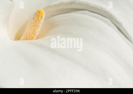 Arum blanc en fleur dans le jardin. Alsace, France. Banque D'Images