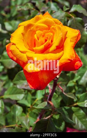 Luther Burbank Home and Gardens en Californie Banque D'Images