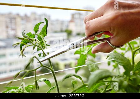 Les mains des hommes élagage des sucer (pousses latérales) des plants de tomate avec des ciseaux. Agriculteur homme jardinage dans la serre à la maison Banque D'Images