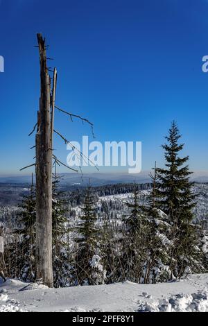 Paysage d'hiver au sommet de la montagne Lusen dans la forêt bavaroise, Bavière, Allemagne. Banque D'Images