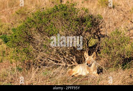 Le coyote sauvage est installé au soleil dans une grande herbe sèche près d'un buisson vert Banque D'Images