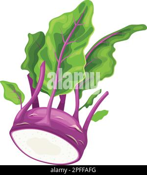 illustration du vecteur de dessin animé violet kohlrabi Illustration de Vecteur