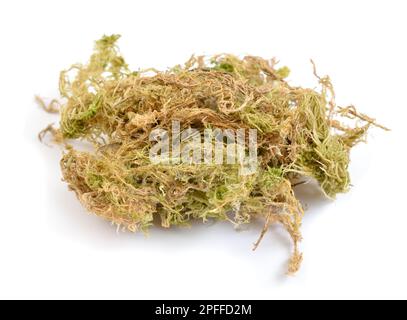 Mousses de phagnum ou de sphagnum séchées, également mousses de tourbières et de papillotes Banque D'Images