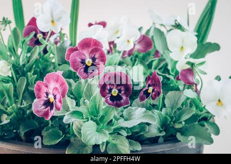 fleurs de wiola de printemps pourpres et blanches avec des feuilles vertes Banque D'Images