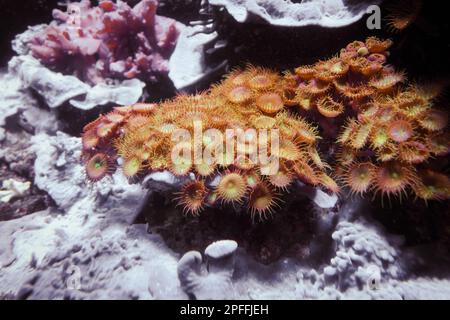 Des anémones de mer sur un rocher. Vue macro de gros plan Banque D'Images