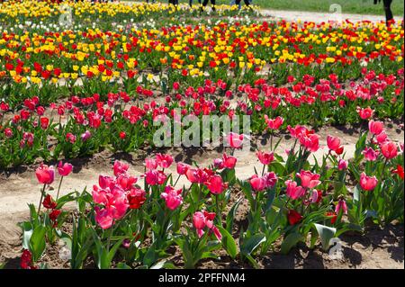10 avril 2022 – Europe, Italie, Lombardie, Milan, champs de culture de tulipes. Banque D'Images