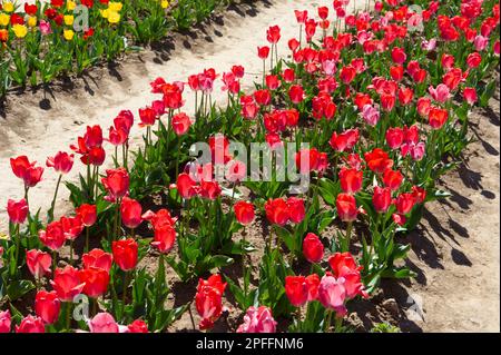 10 avril 2022 – Europe, Italie, Lombardie, Milan, champs de culture de tulipes. Banque D'Images