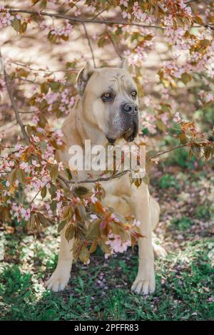 Chien de corse de canne sur un fond d'arbres en fleurs dans le parc de sakura Banque D'Images
