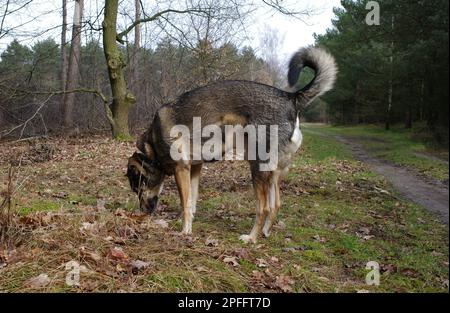 Un mutt engrosé en sniffing. Quel autre chien est venu ici ? Lieu: Forêt d'Itterbeck, Allemagne Banque D'Images