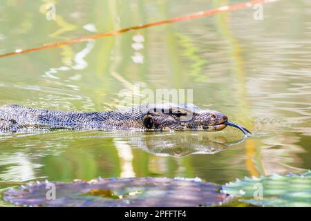 Moniteur d'eau malayan (Varanus salvator) nageant dans un étang avec sa langue qui s'inlit, Singapour Banque D'Images