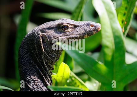 Détails de la tête du moniteur d'eau malais (Varanus salvator), Singapour Banque D'Images