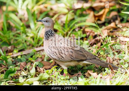 Dove tachetée (Spilopelia chinensis) Singapour Banque D'Images