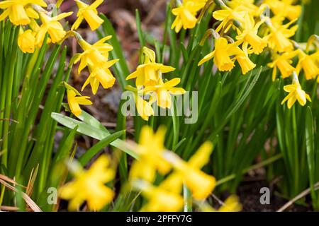 Narcissi nain - les jonquilles d'un jardin du West Yorkshire marquent le début du printemps avec leurs fleurs jaunes vives. Narcisse est un genre de plantes vivaces à fleurs printanières de la famille des Amaryllis, Amaryllidaceae. Divers noms communs, dont le daffodil, le narcisse et le jonquil, sont utilisés pour décrire tout ou partie des membres du genre. Banque D'Images